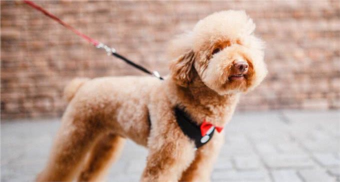 想养泰迪犬，记住别养公的，原因有5个