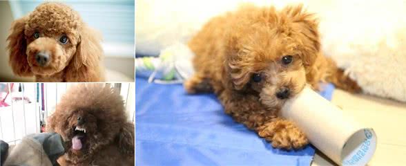 想养泰迪犬，记住别养公的，原因有5个