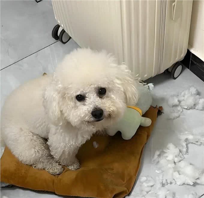 狗狗的营养加油站，这些东西竟是它们的补品!多喂多健康!