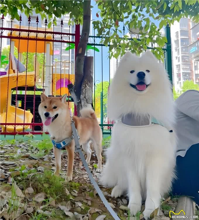 狗狗的营养加油站，这些东西竟是它们的补品!多喂多健康!
