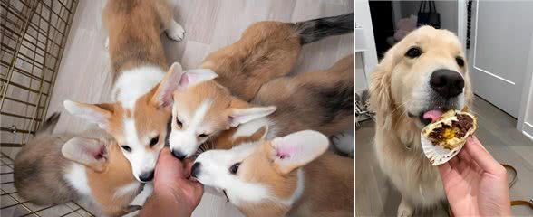 狗狗的营养加油站，这些东西竟是它们的补品!多喂多健康!