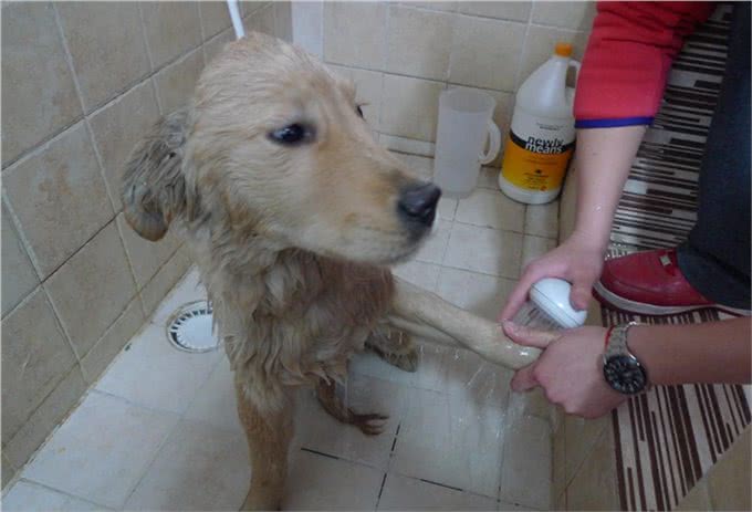 只有这么照顾受伤的狗狗,才会很快痊愈