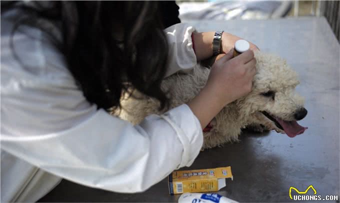 只有这么照顾受伤的狗狗,才会很快痊愈