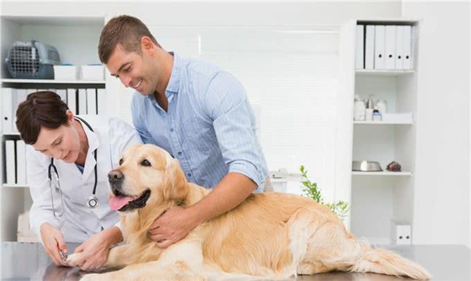 只有这么照顾受伤的狗狗,才会很快痊愈