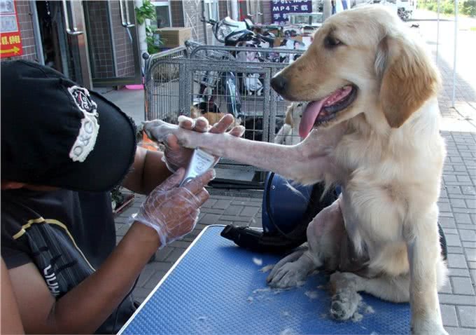 只有这么照顾受伤的狗狗,才会很快痊愈