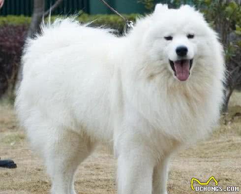宠物品种:统计十大宠物犬，哪个最受欢迎，敢说选泰迪的人最多