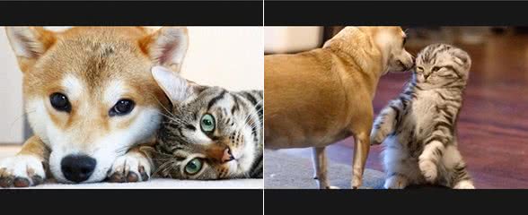 狗狗对猫过度反应?学会这招让它们和谐相处!