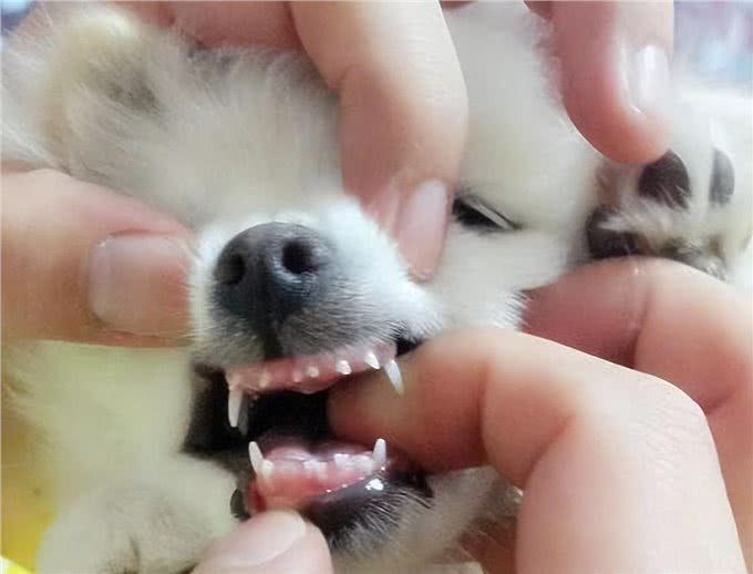 新手养宠：狗狗几个月换牙?快来学学