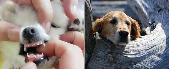 新手养宠：狗狗几个月换牙?快来学学