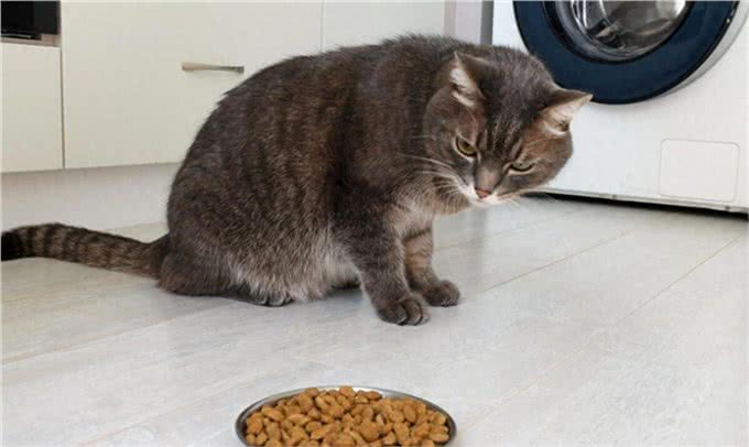 猫的食物选择性:如何不成为宠物的奴隶