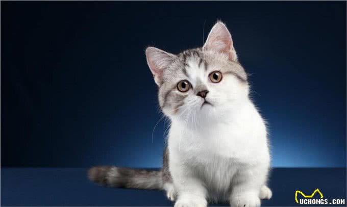 猫的食物选择性:如何不成为宠物的奴隶