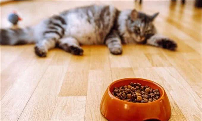 猫的食物选择性:如何不成为宠物的奴隶