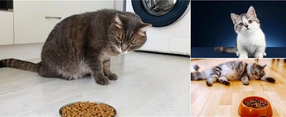 猫的食物选择性:如何不成为宠物的奴隶
