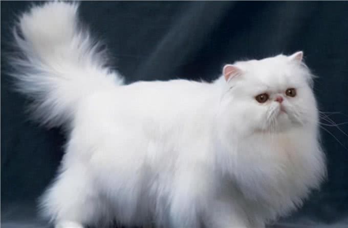 波斯猫的发情期你了解多少