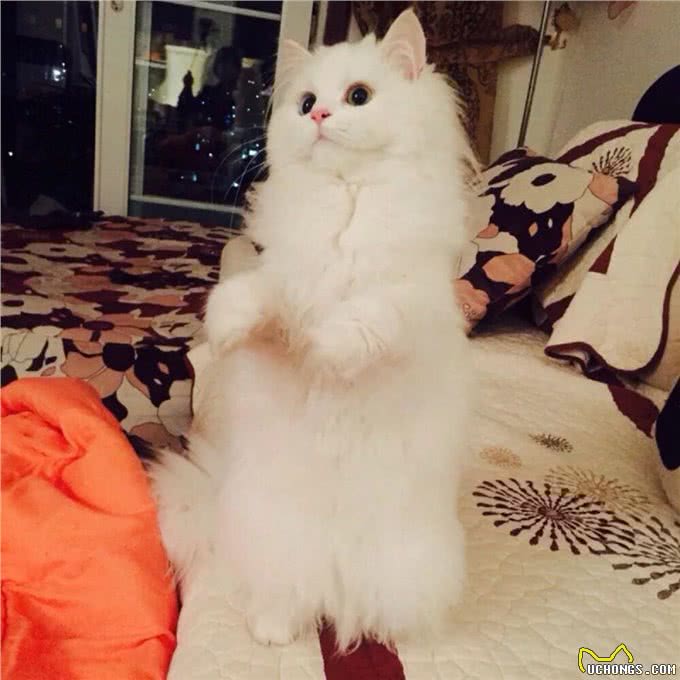 波斯猫的发情期你了解多少