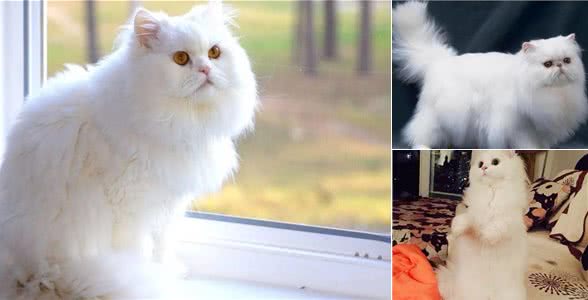 波斯猫的发情期你了解多少