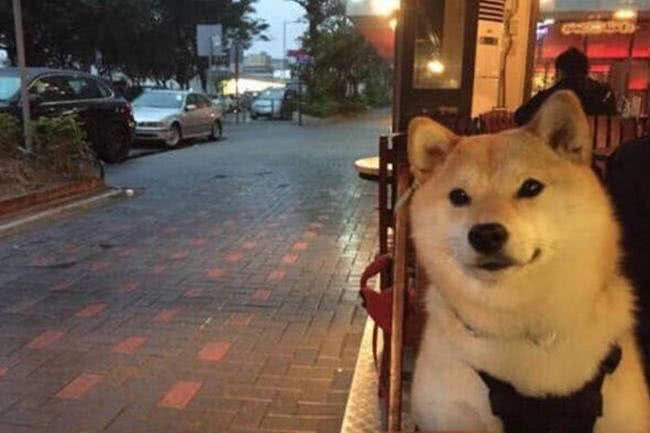 柴犬脚掌肉垫颜色变红是怎么回事?大家要知道，可能是这些原因