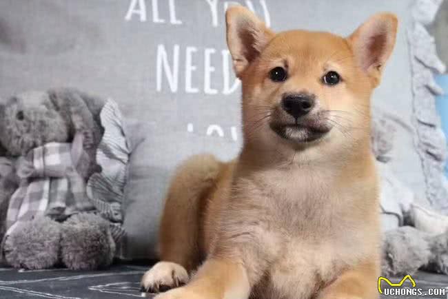 柴犬脚掌肉垫颜色变红是怎么回事?大家要知道，可能是这些原因