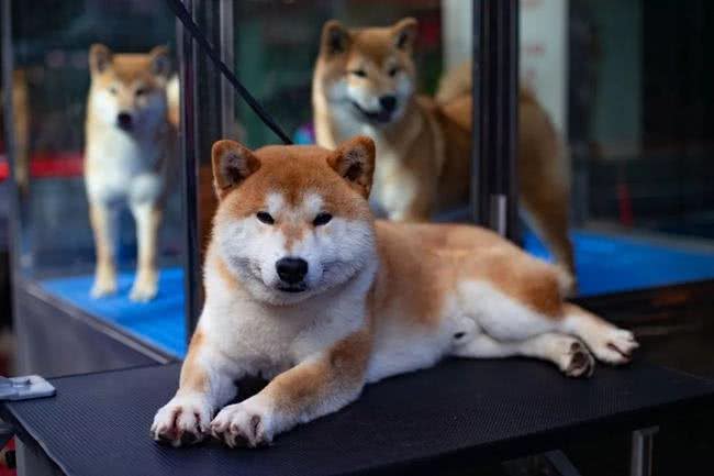 柴犬脚掌肉垫颜色变红是怎么回事?大家要知道，可能是这些原因