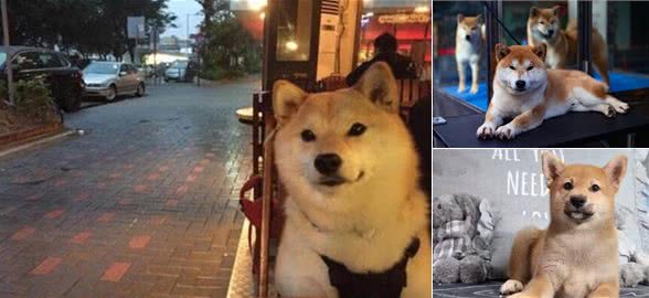 柴犬脚掌肉垫颜色变红是怎么回事?大家要知道，可能是这些原因