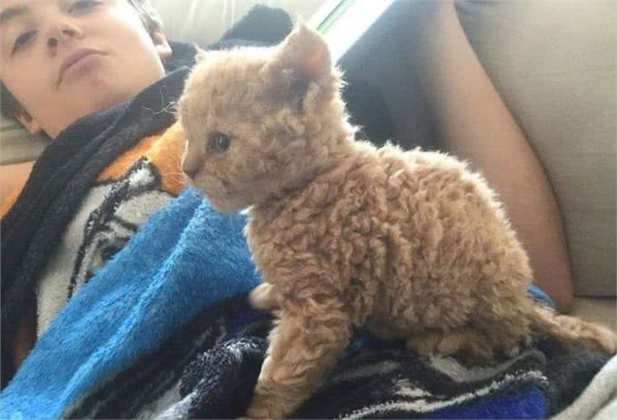 天生自带卷毛效果的新品种猫,如此喵星人摸起来手感超赞