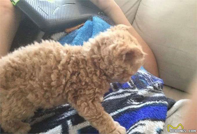 天生自带卷毛效果的新品种猫,如此喵星人摸起来手感超赞