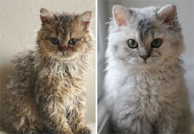 天生自带卷毛效果的新品种猫,如此喵星人摸起来手感超赞