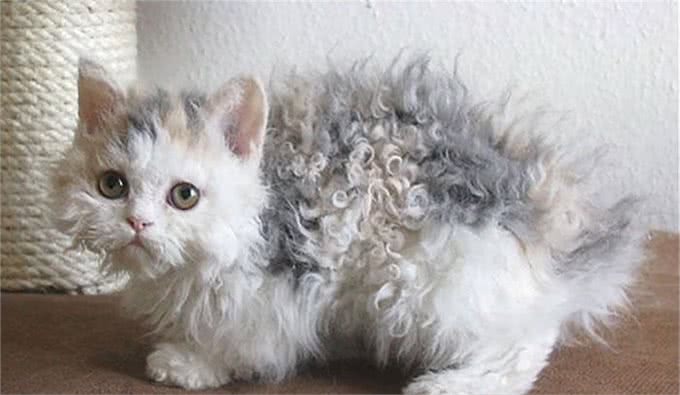 天生自带卷毛效果的新品种猫,如此喵星人摸起来手感超赞