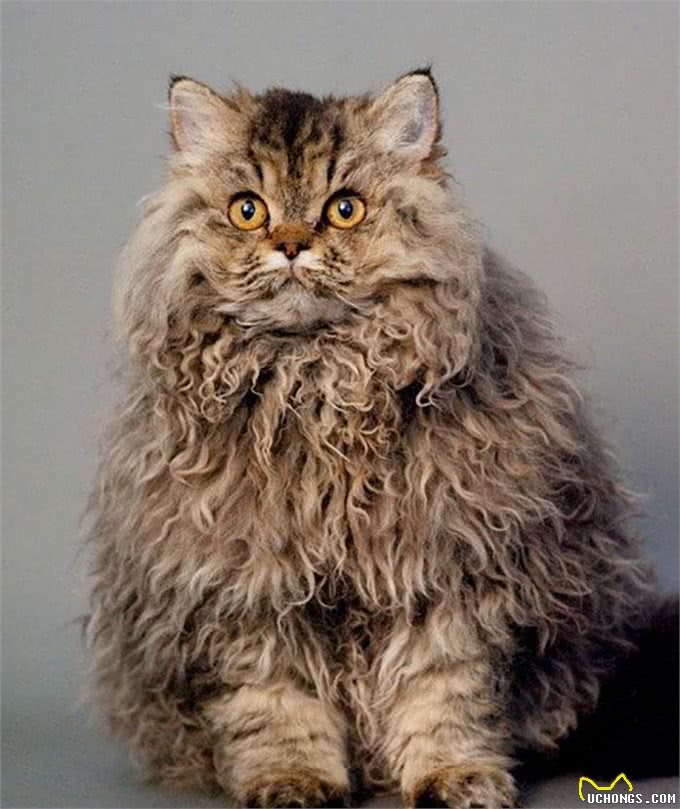 天生自带卷毛效果的新品种猫,如此喵星人摸起来手感超赞