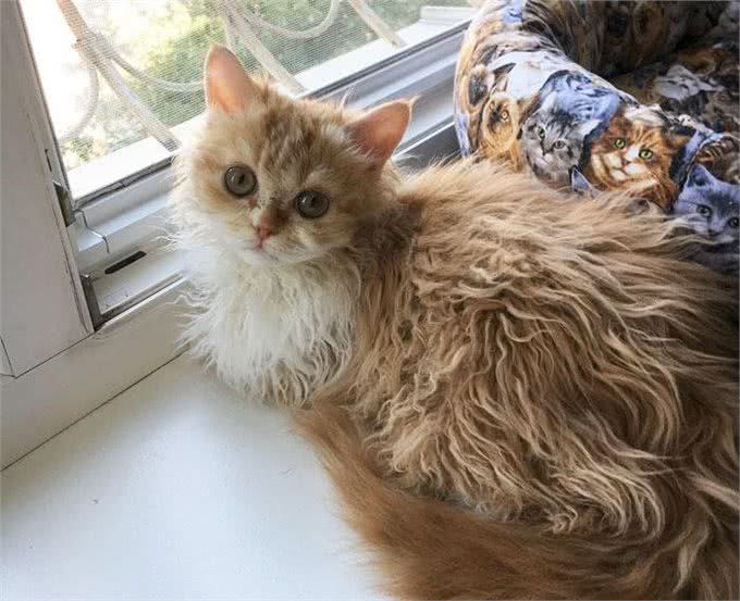 天生自带卷毛效果的新品种猫,如此喵星人摸起来手感超赞