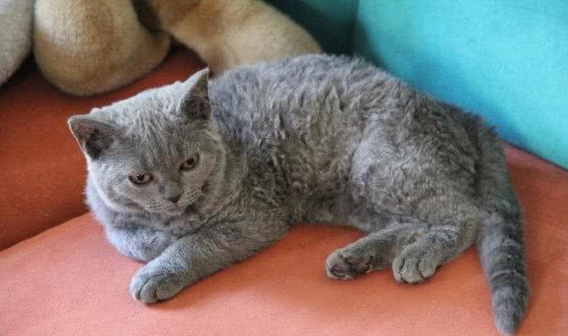 天生自带卷毛效果的新品种猫,如此喵星人摸起来手感超赞