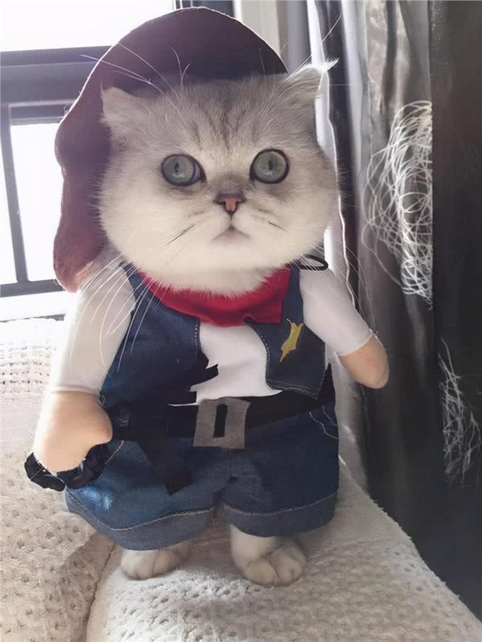对于英短猫来说，这6种食物，就是宝