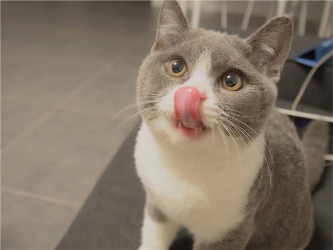 对于英短猫来说，这6种食物，就是宝