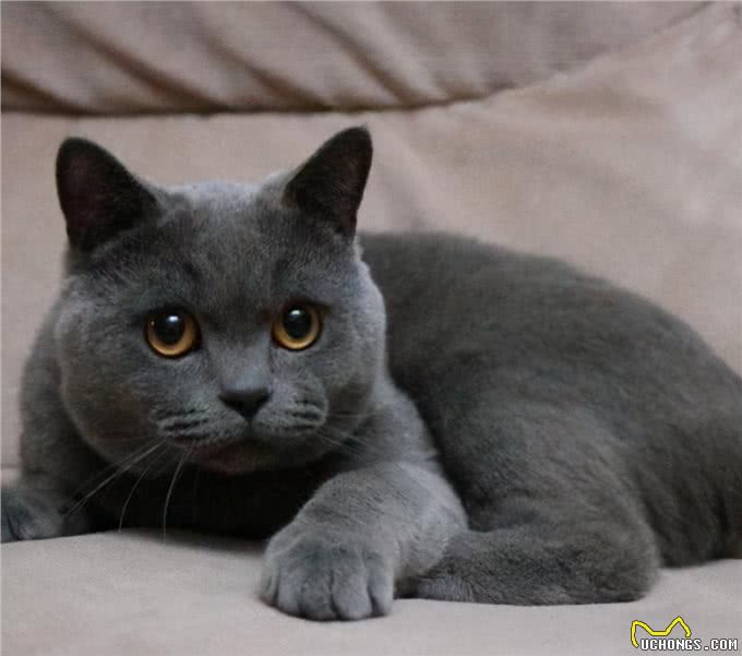 对于英短猫来说，这6种食物，就是宝