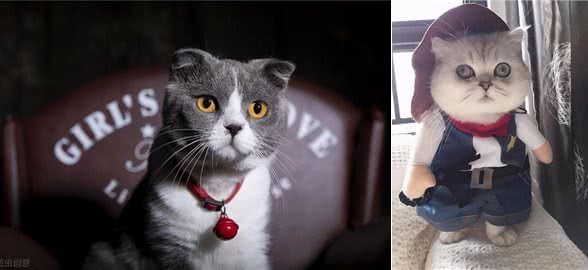 对于英短猫来说，这6种食物，就是宝