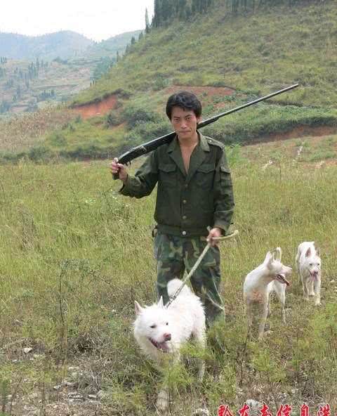 中华名犬—下司犬
