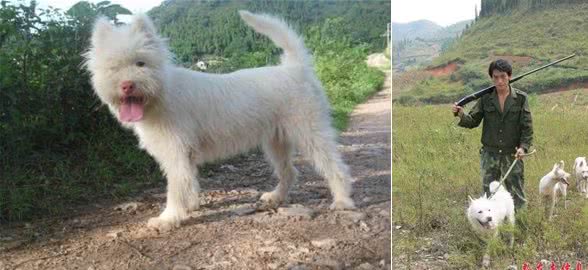 中华名犬—下司犬