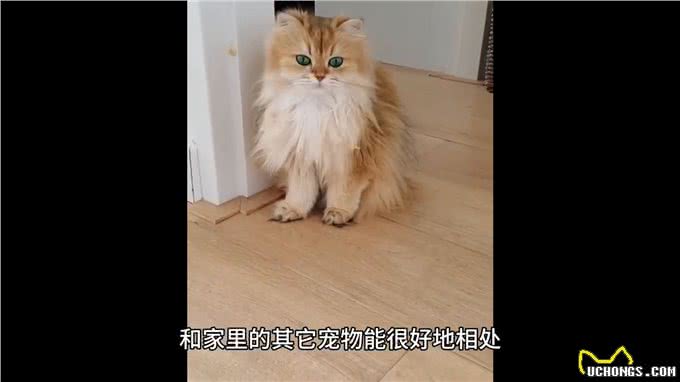 猫咪金吉拉的优点和缺点,你知道吗?