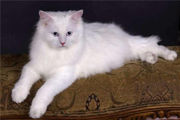 在平常生活中土耳其安哥拉猫吃什么猫粮才好呢?