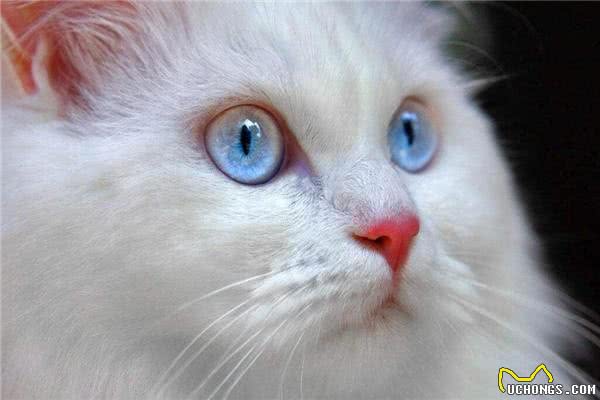 在平常生活中土耳其安哥拉猫吃什么猫粮才好呢?