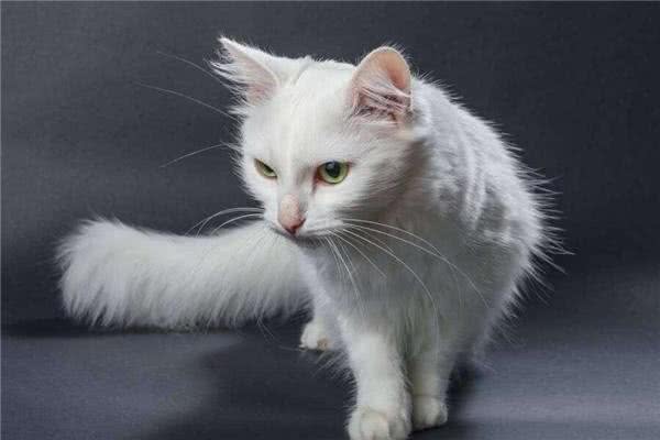 在平常生活中土耳其安哥拉猫吃什么猫粮才好呢?