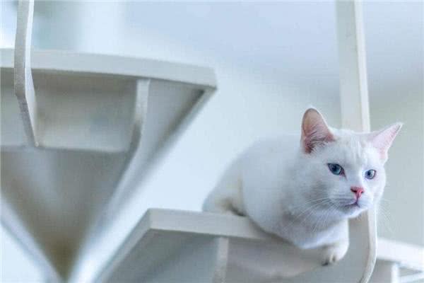 在平常生活中土耳其安哥拉猫吃什么猫粮才好呢?