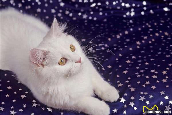 在平常生活中土耳其安哥拉猫吃什么猫粮才好呢?