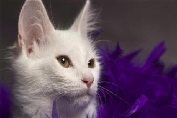 在平常生活中土耳其安哥拉猫吃什么猫粮才好呢?