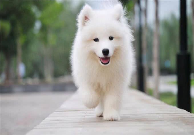 家有爱宠:幼犬萨摩耶吃什么好?萨摩耶喂养的注意事项