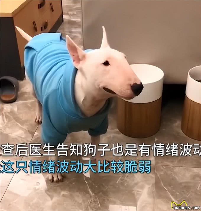狗子情绪波动大经常哭泣，女子送去医院检查后，顿时就语塞了