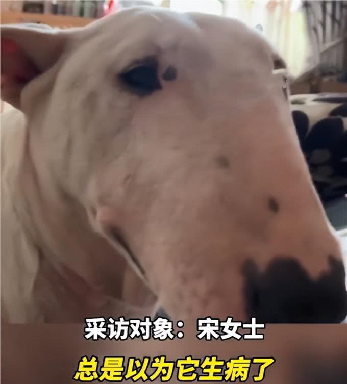 狗子情绪波动大经常哭泣，女子送去医院检查后，顿时就语塞了