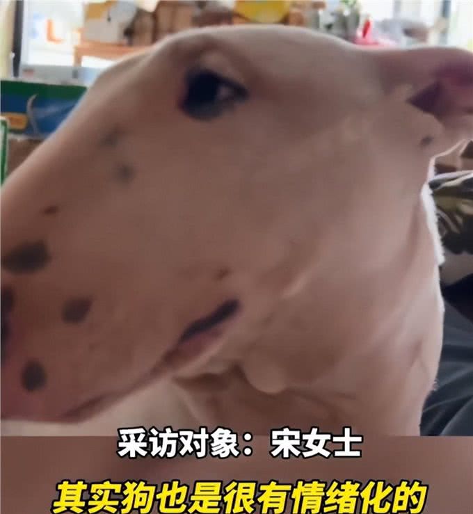 狗子情绪波动大经常哭泣，女子送去医院检查后，顿时就语塞了