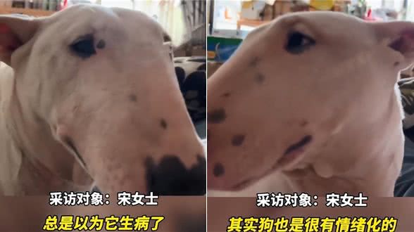 狗子情绪波动大经常哭泣，女子送去医院检查后，顿时就语塞了