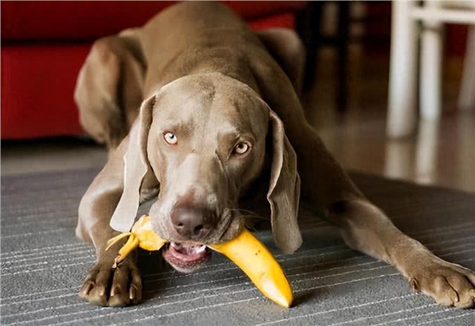 和狗关系再亲密,也不能做的几件事,可能会让它恨你